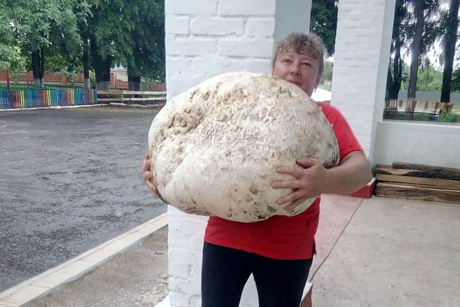 Гриб Calvatia gigantea