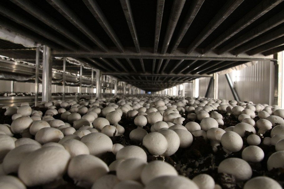 Королевские шампиньоны красивое фото