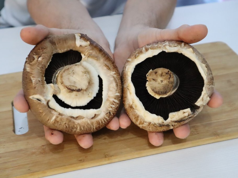 Гриб лангерманния гигантская