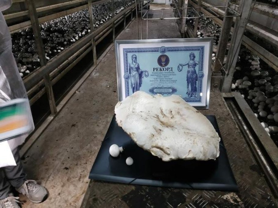 Самый большой шампиньон в книге рекордов гиннеса брянск