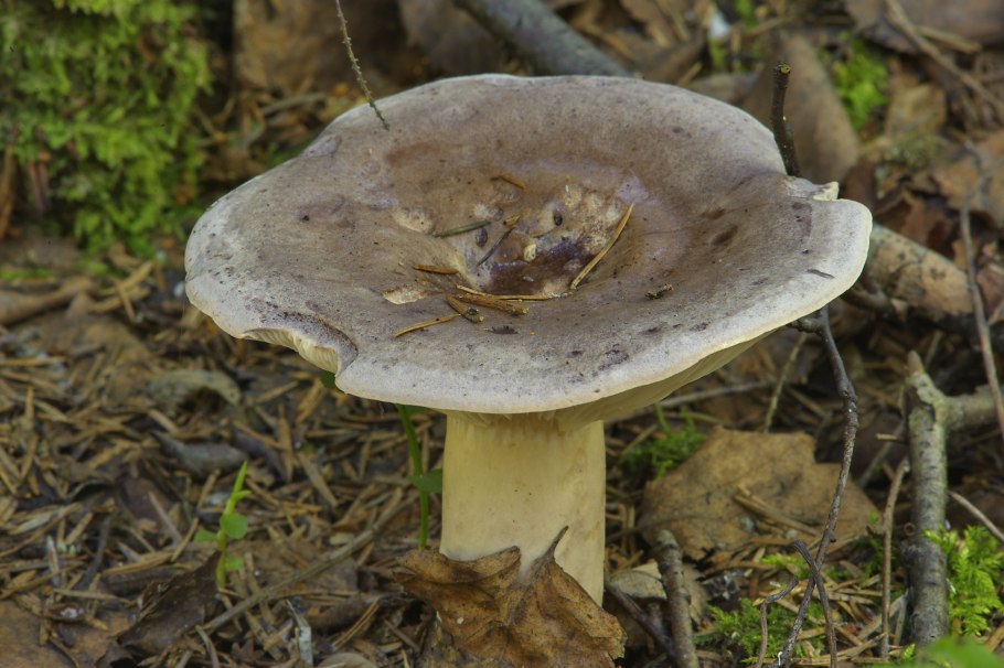 Boletus edulis мицелий