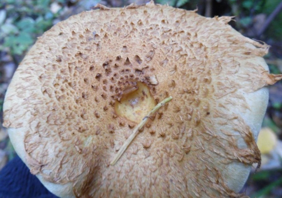 Свинушка бурый гриб