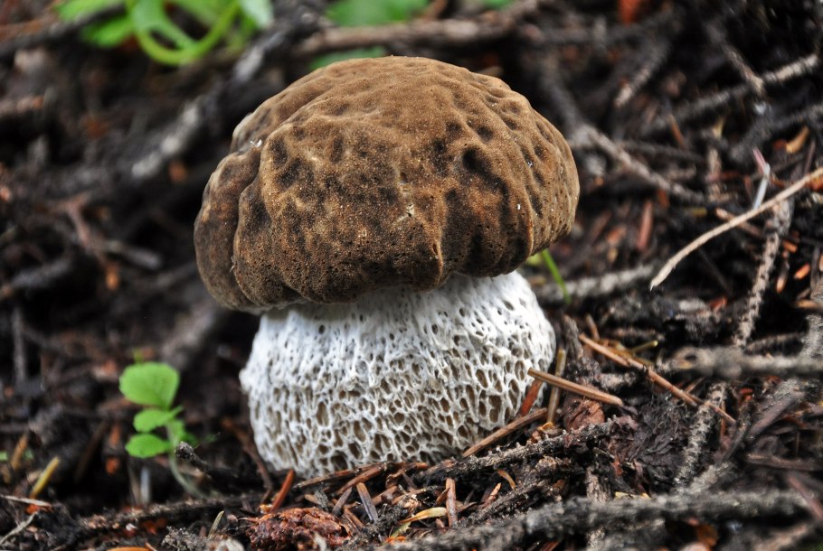 Volvopluteus gloiocephalus