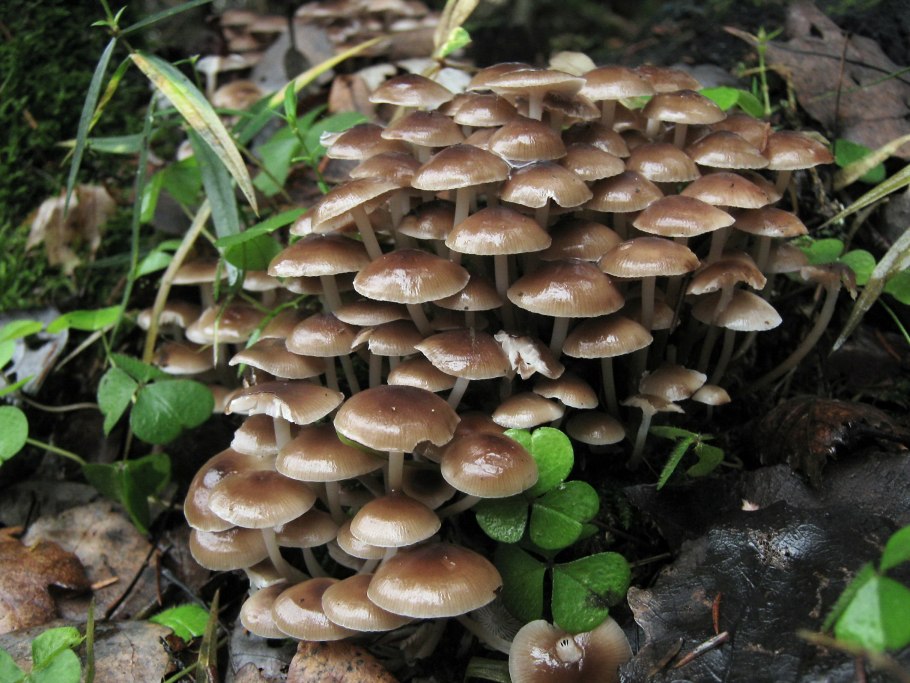 Опенок растёт под елью