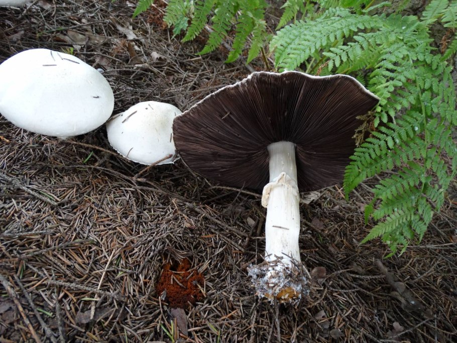 Грибы растущие под елками