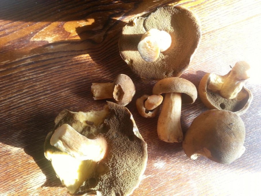 Масленок желто бурый под шляпкой