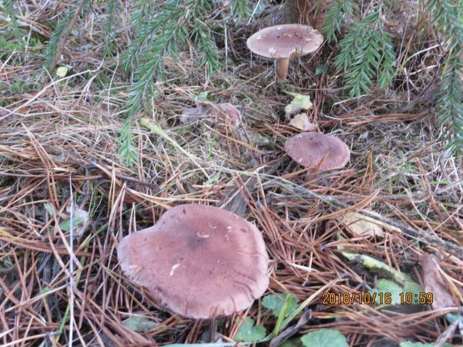 Грибы растущие под елками