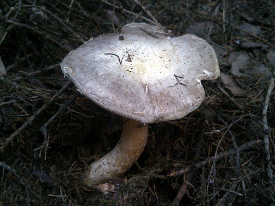 Осенние грибы растут под елками