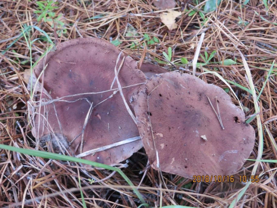 Коричневые грибы растут под соснами