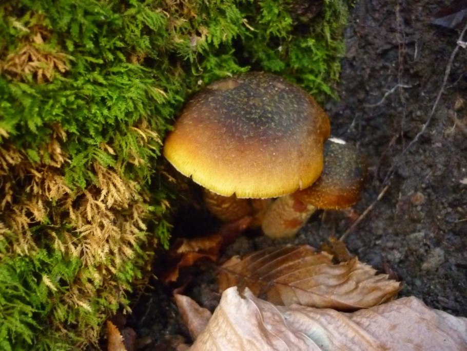 Грибы растущие под елью