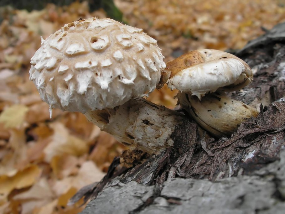 Грибы растущие в Грузии