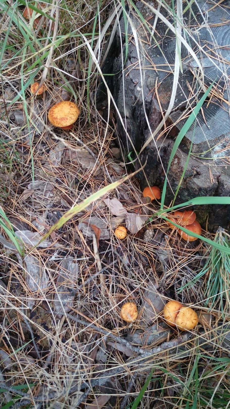 Грибы растущие возле сосен