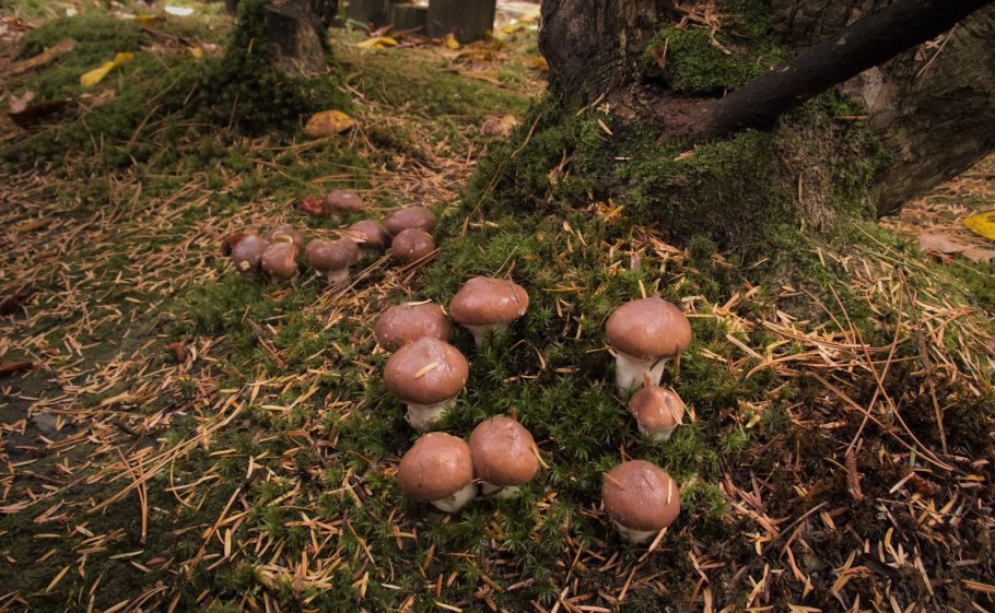 Маслята в Сосновом лесу