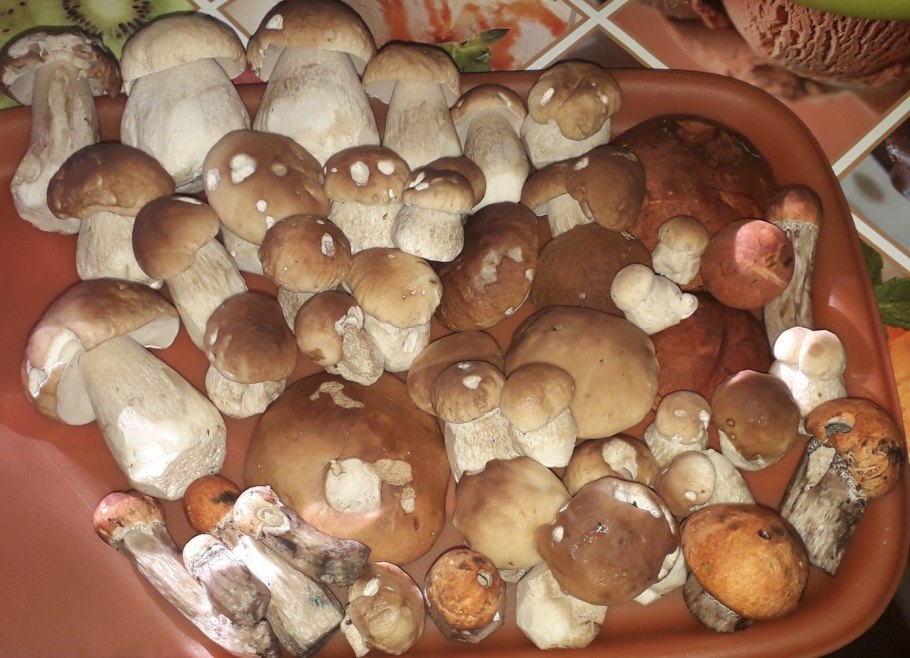 Журавушка гриб