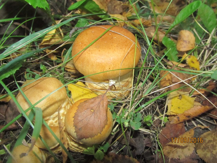 Грибы рядом растущие