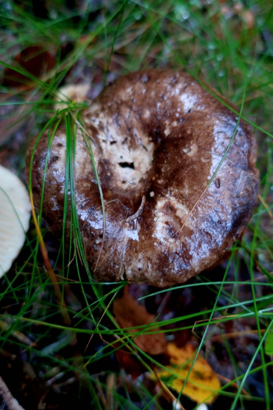 Гриб подгруздок чернеющий