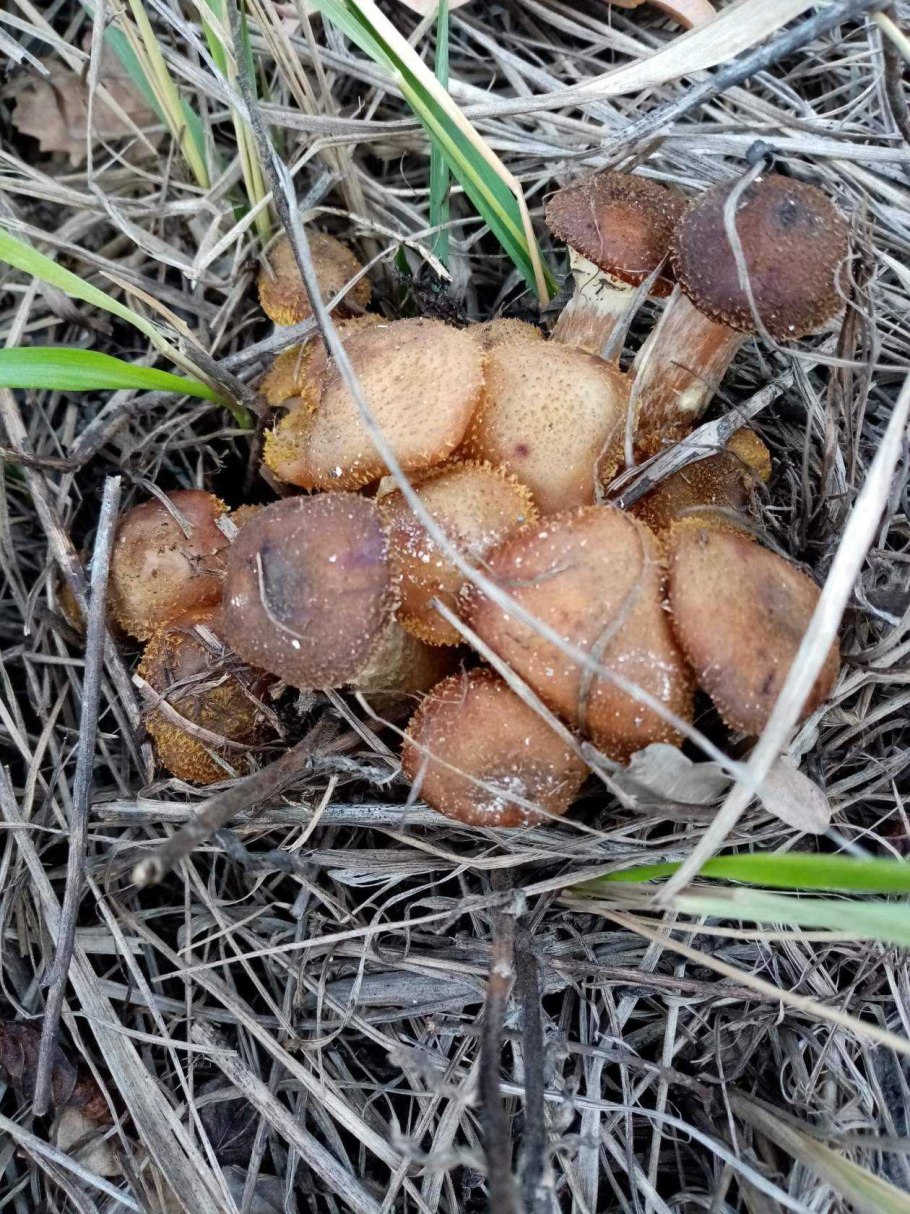 Грибы растущие кучками