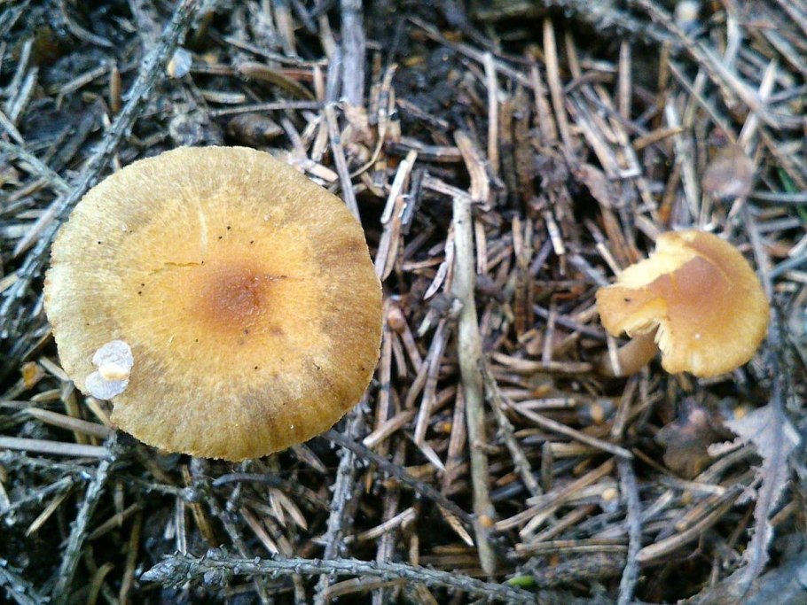 Inocybe muricellata Bres. (Волоконница колючая)