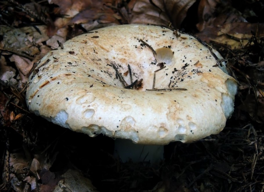 Полевой груздь