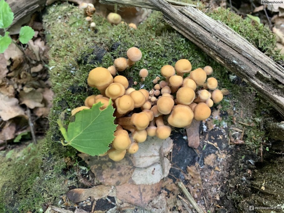 Грибница белых грибов