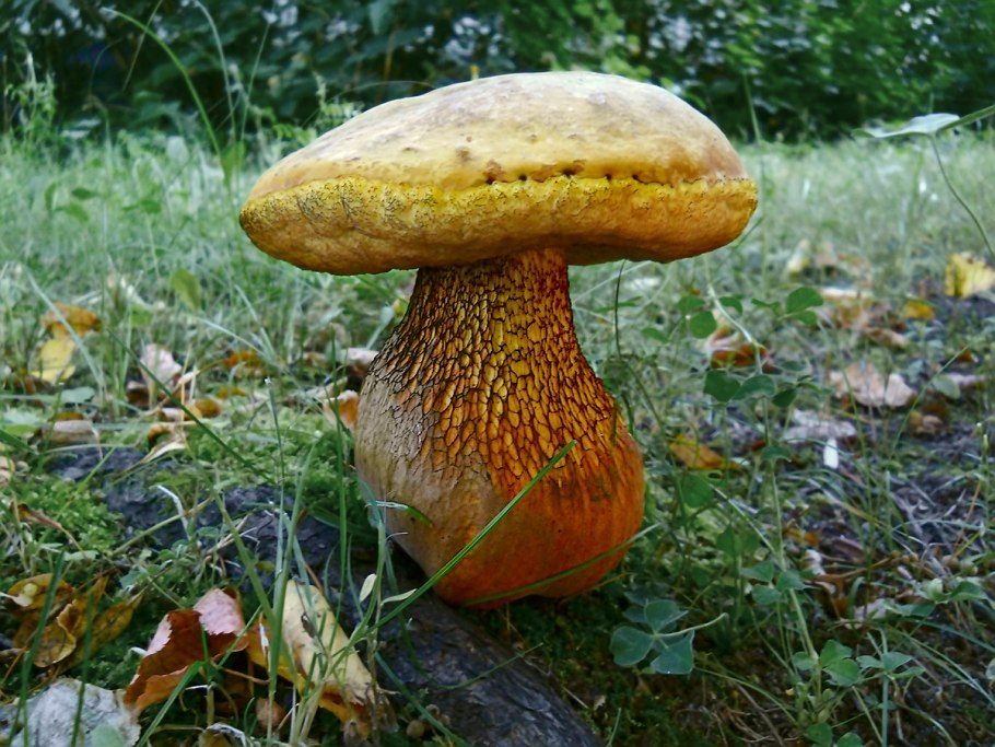 Синяк, гиропор берёзовый