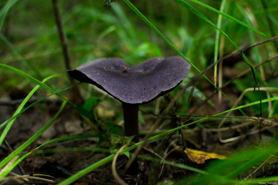 Мицелий синеножки