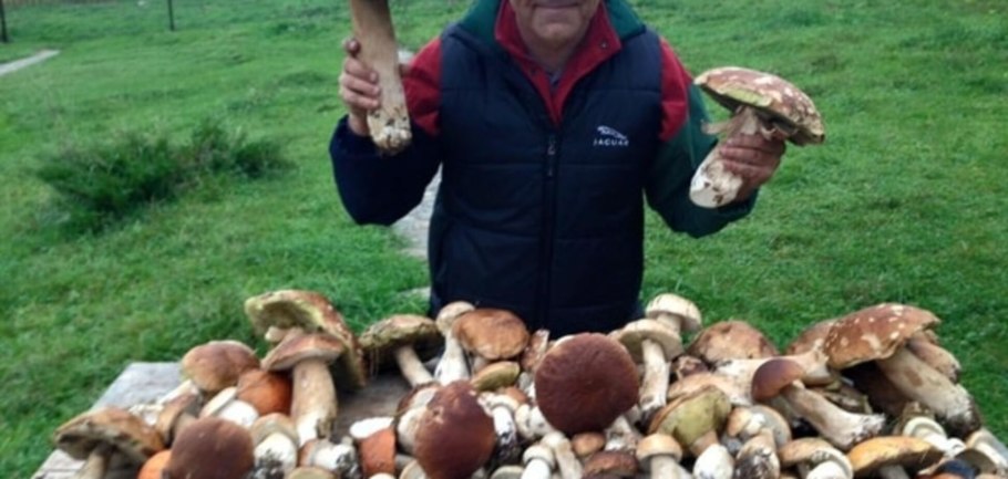 Огромный урожай грибов