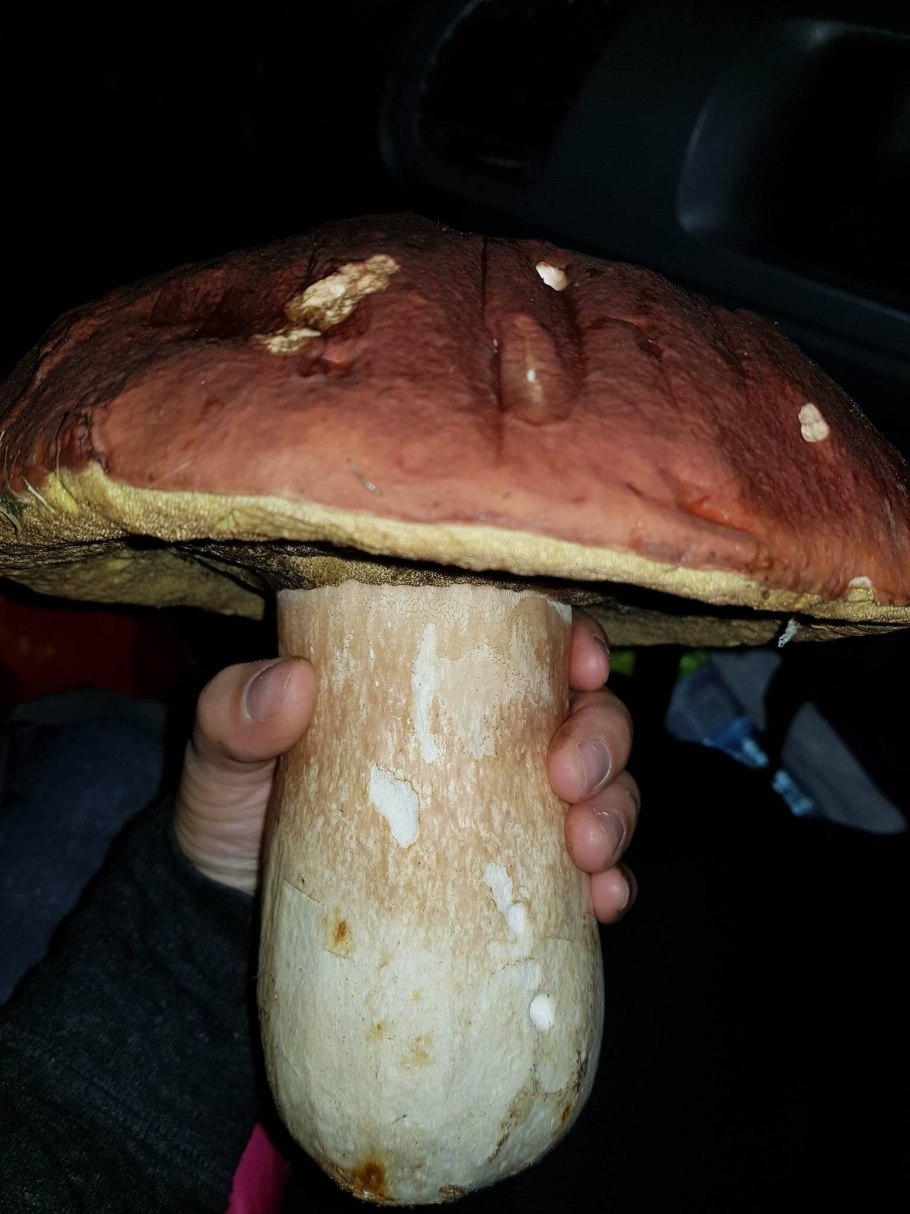 Гриб Боровик гигант