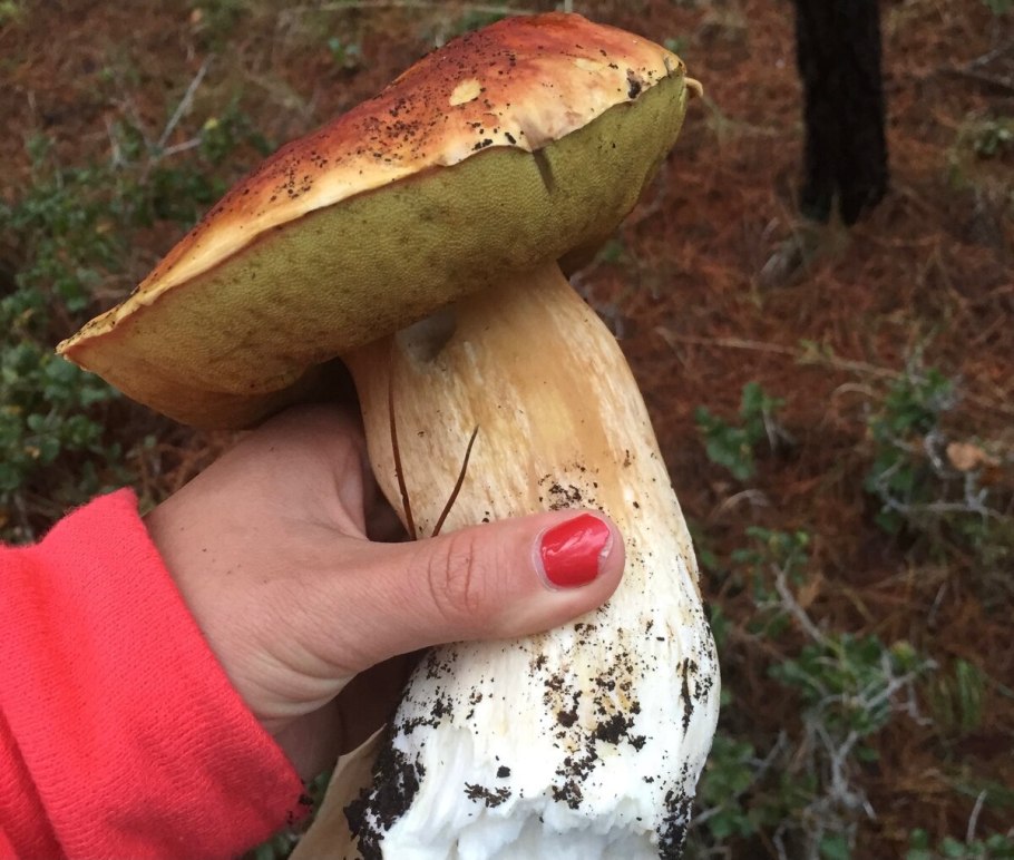 Показать как под томарсино собирают белый грибы