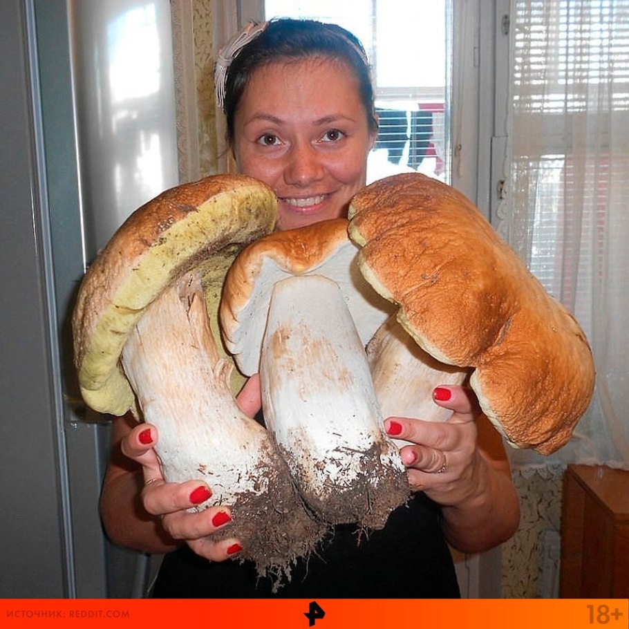 Самый большой гриб на планете