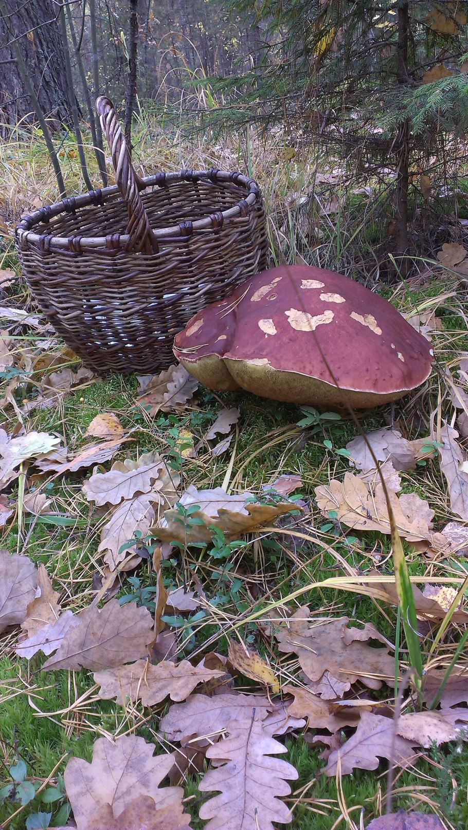 Огромный гриб