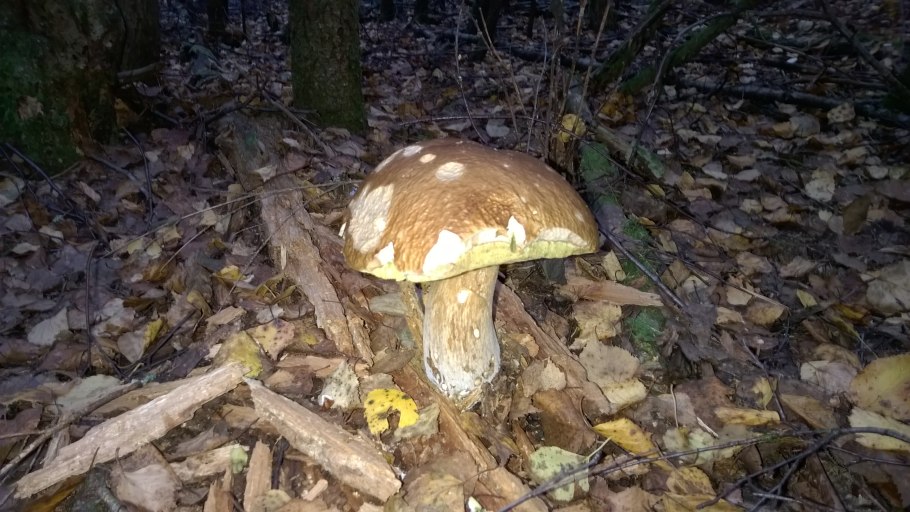 Самый большой белый гриб в мире фото 1985 год