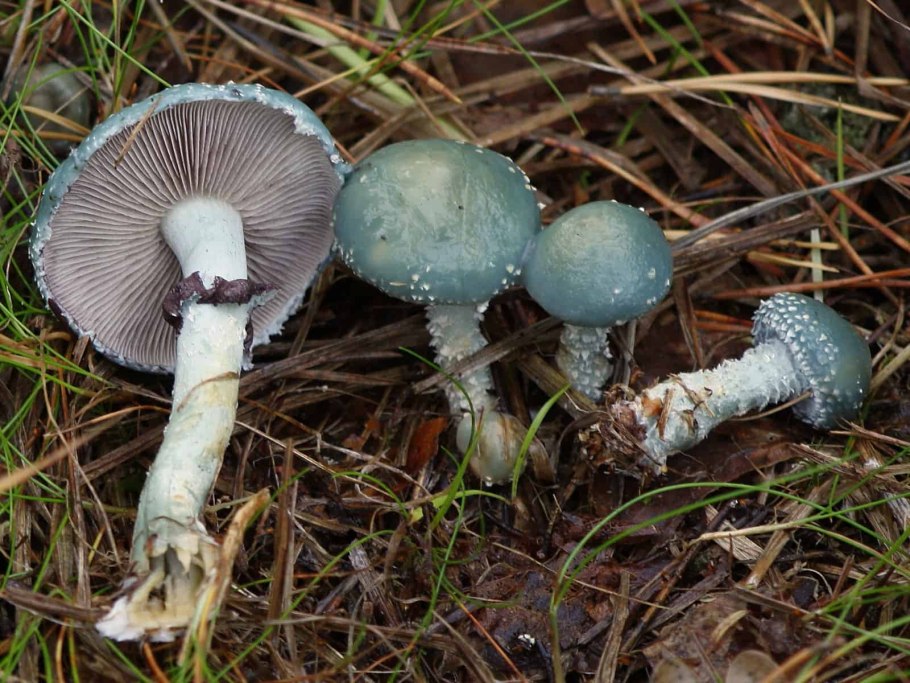 Entoloma hochstetteri небесно-голубой гриб