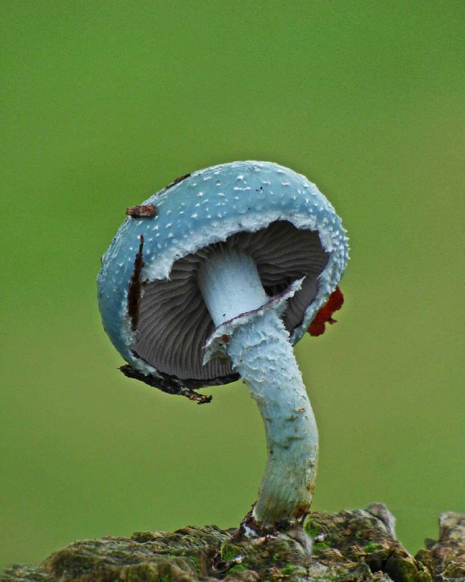 Мицена (Mycena interrupta)
