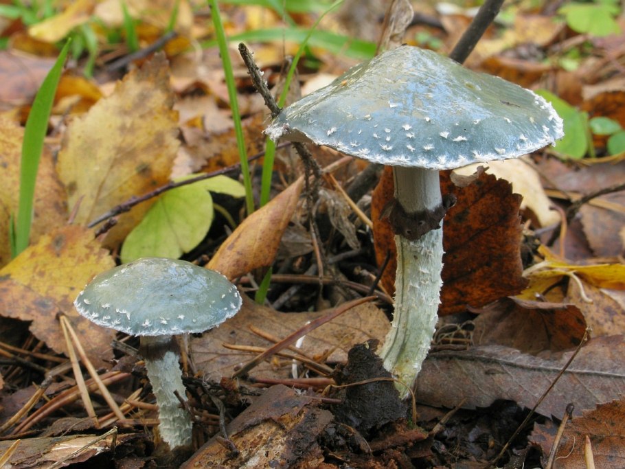 Грибы с сине-зеленой шляпкой