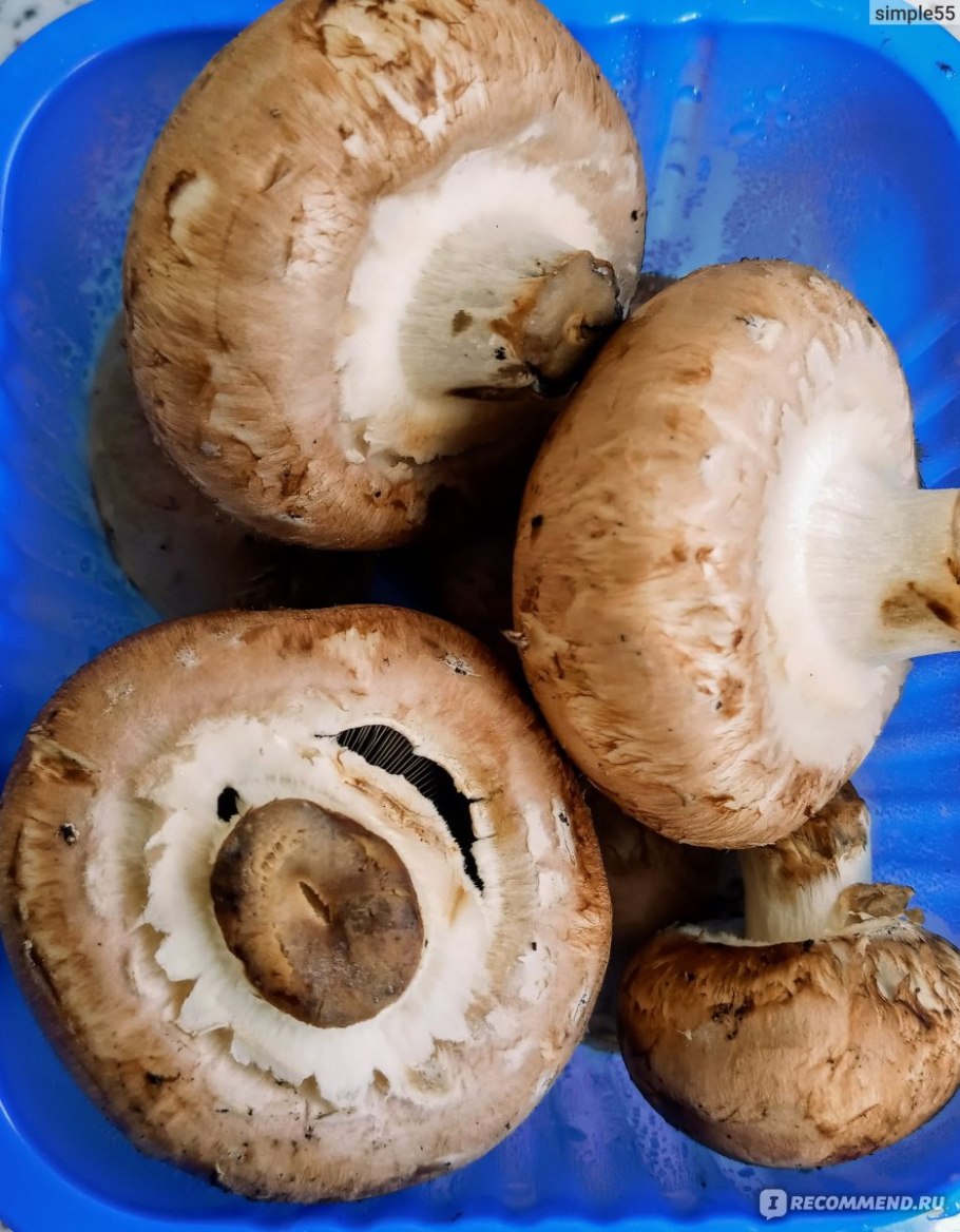 Agaricus bisporus - шампиньо́н двуспо́ровый