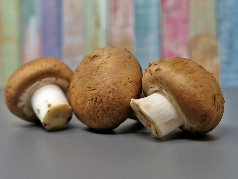 Шампиньон двуспоровый (Agaricus bisporus)