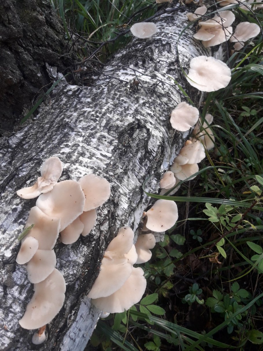 Вешенка легочная Pleurotus pulmonarius