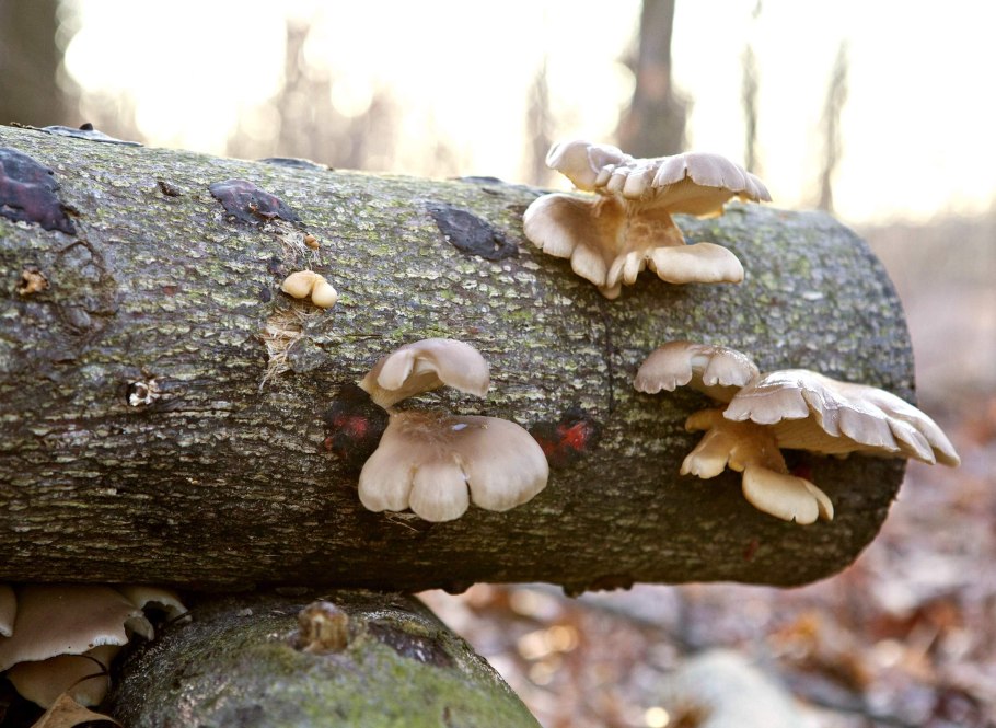 Грибы растущие на поваленных деревьях