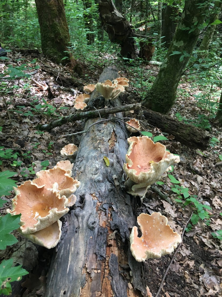 Трутовик Пилолистник