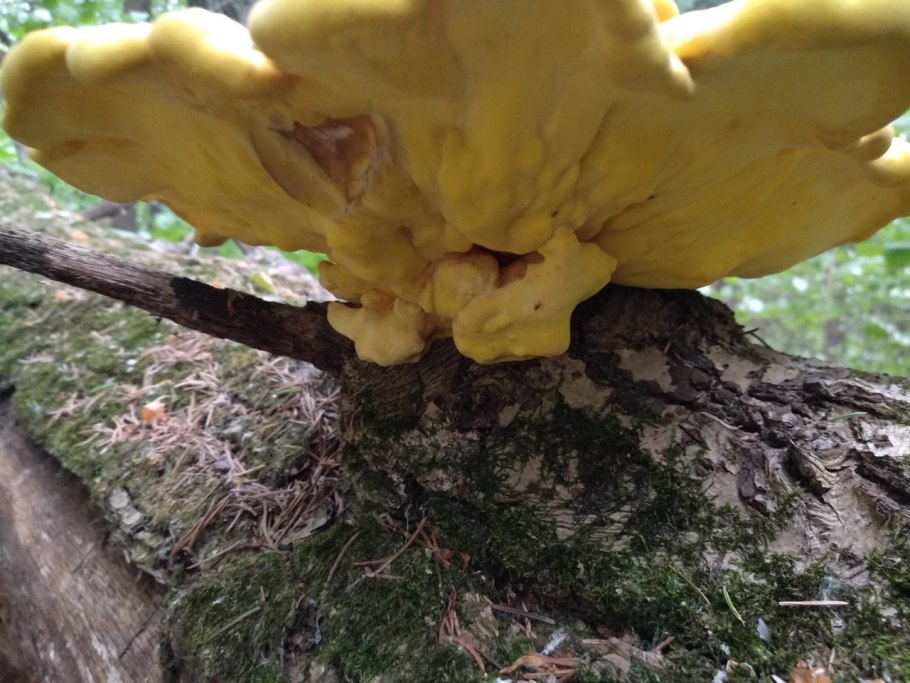 Трутовик серно желтый на Тополе