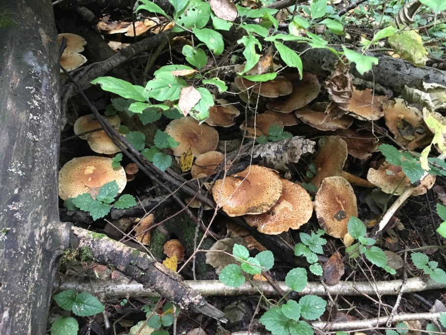Грибы растущие на поваленных деревьях