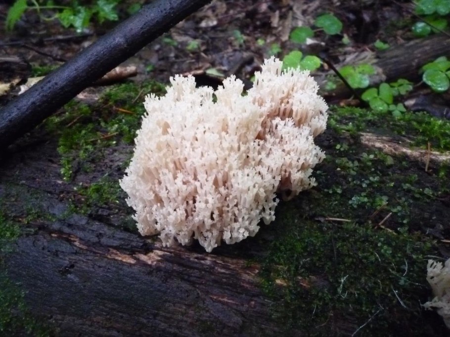 Грибы растущие на поваленных деревьях