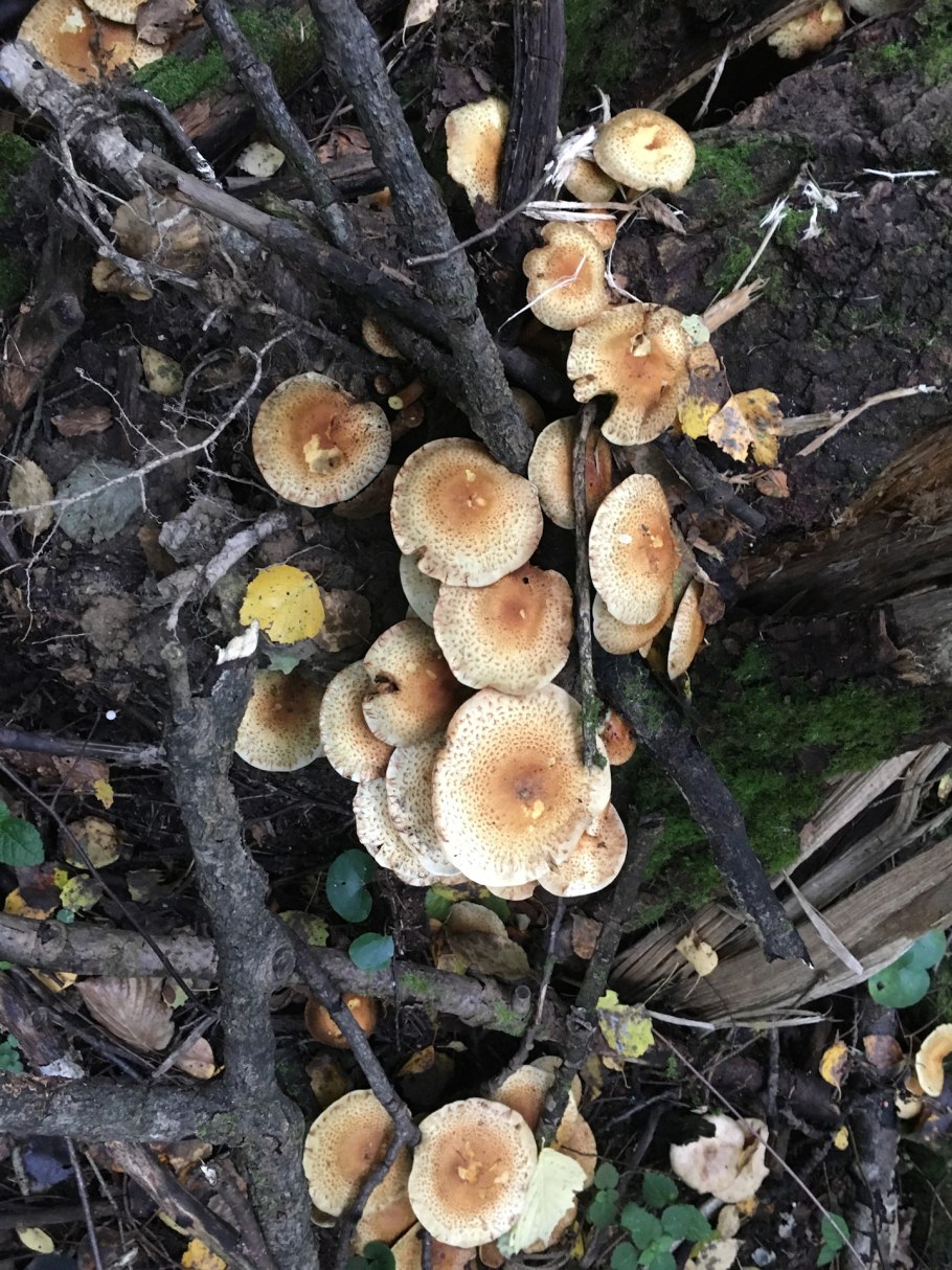 Грибы на поваленных деревьях съедобные