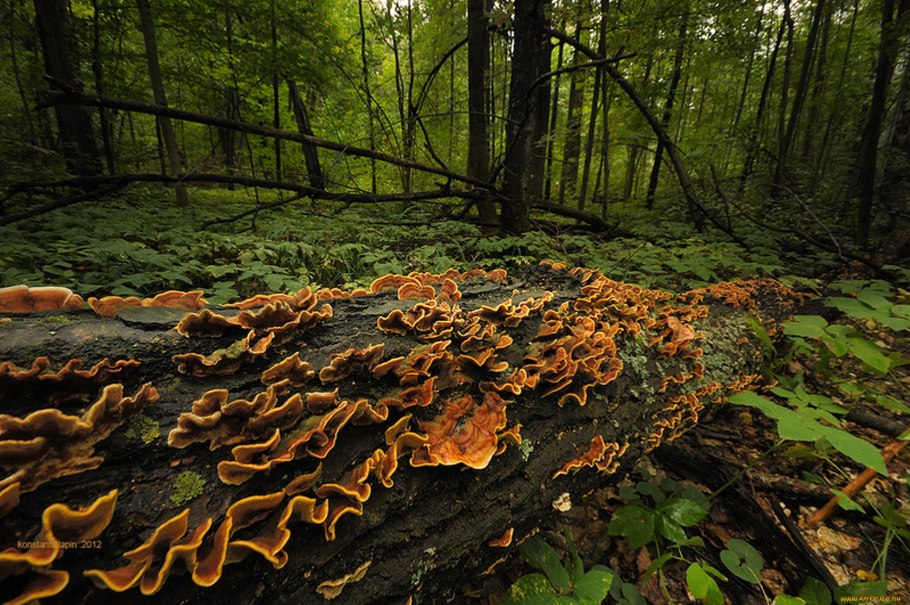 Поваленное растущее дерево