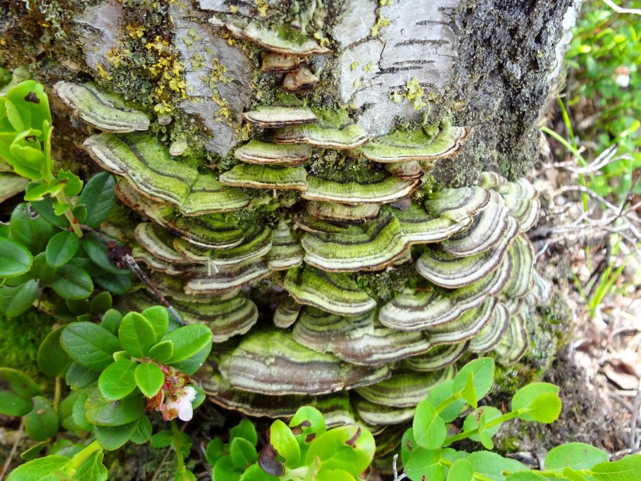 Трутовик сапрофит