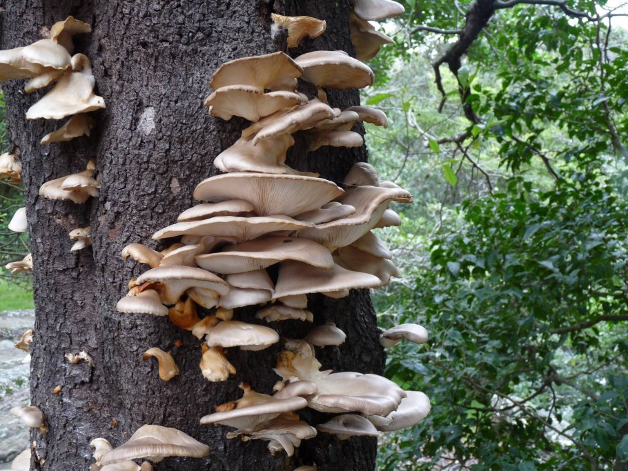 Грибы на стволе старого дерева
