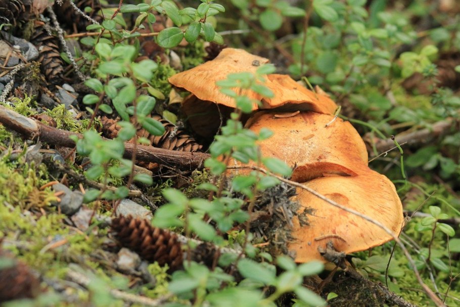 Грибы Волго Ахтубинской Поймы
