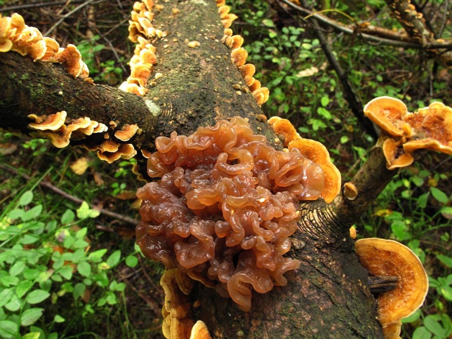 Дрожалка Лиственная Phaeotremella frondosa