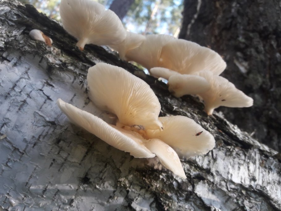 Вешенка беловатая